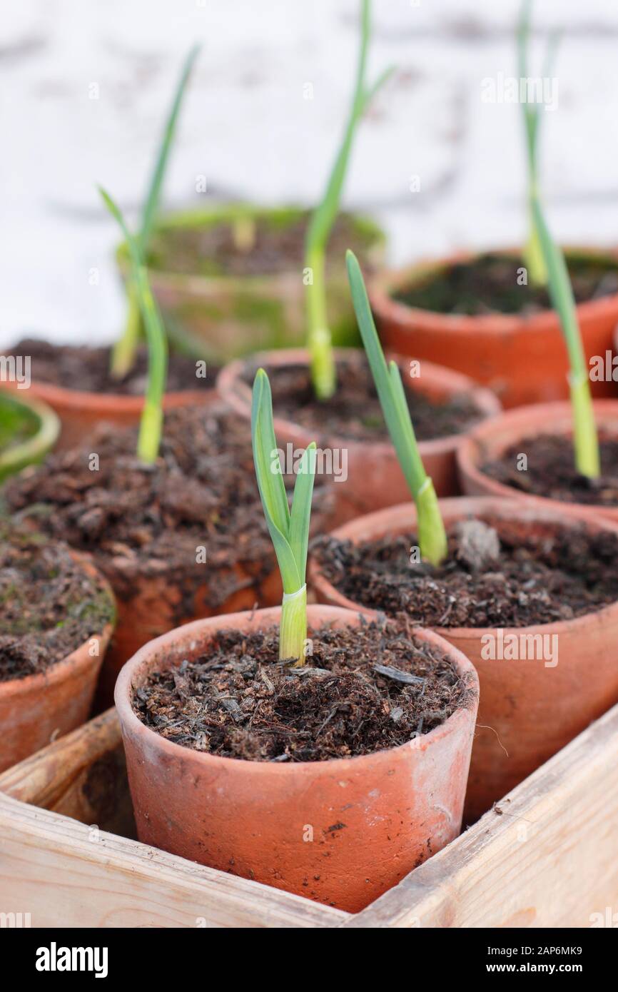 Allium sativum 'Lautrec Wight' garlic. Young autumn sown garlic plants
