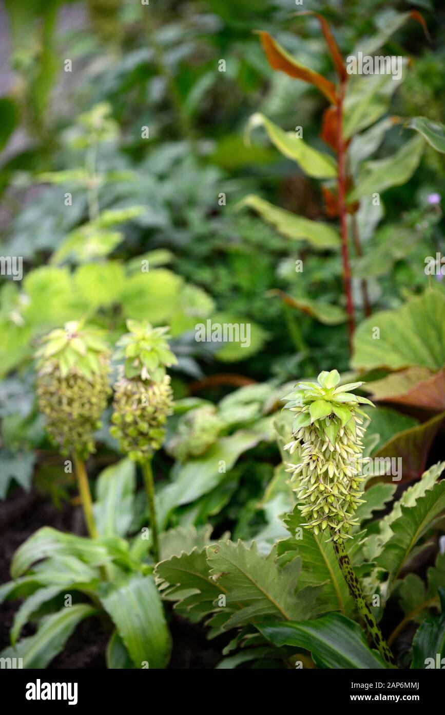 Eucomis bicolor,two-coloured pineapple lily,begonia,ginger,Zingiber officinale,leaves,foliage,mix,mixed planting combination,scheme,RM Floral Stock Photo