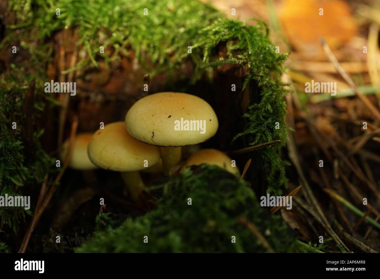 sulphur tuft in the forest Stock Photo