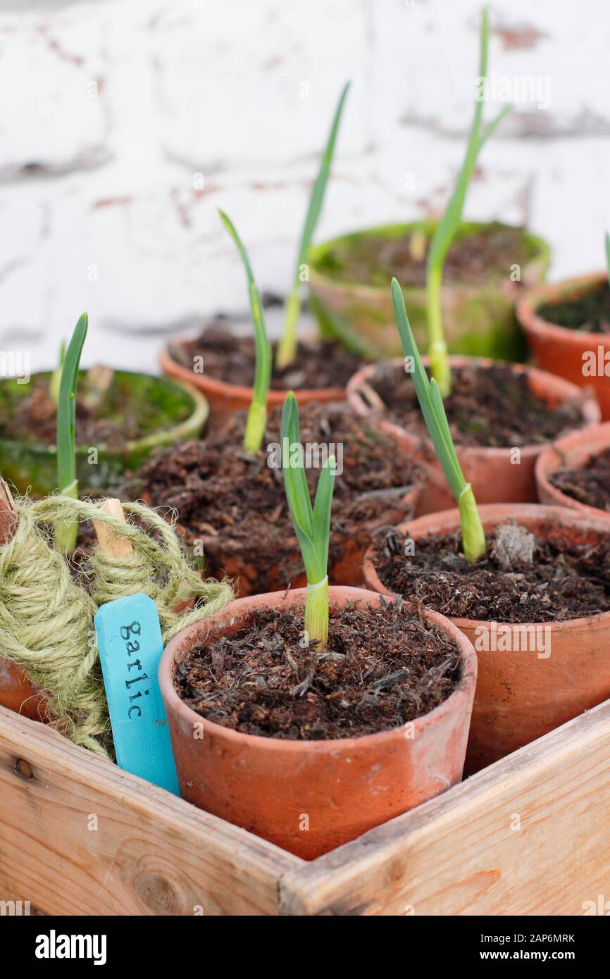 Allium sativum 'Lautrec Wight' garlic. Young autumn sown garlic plants