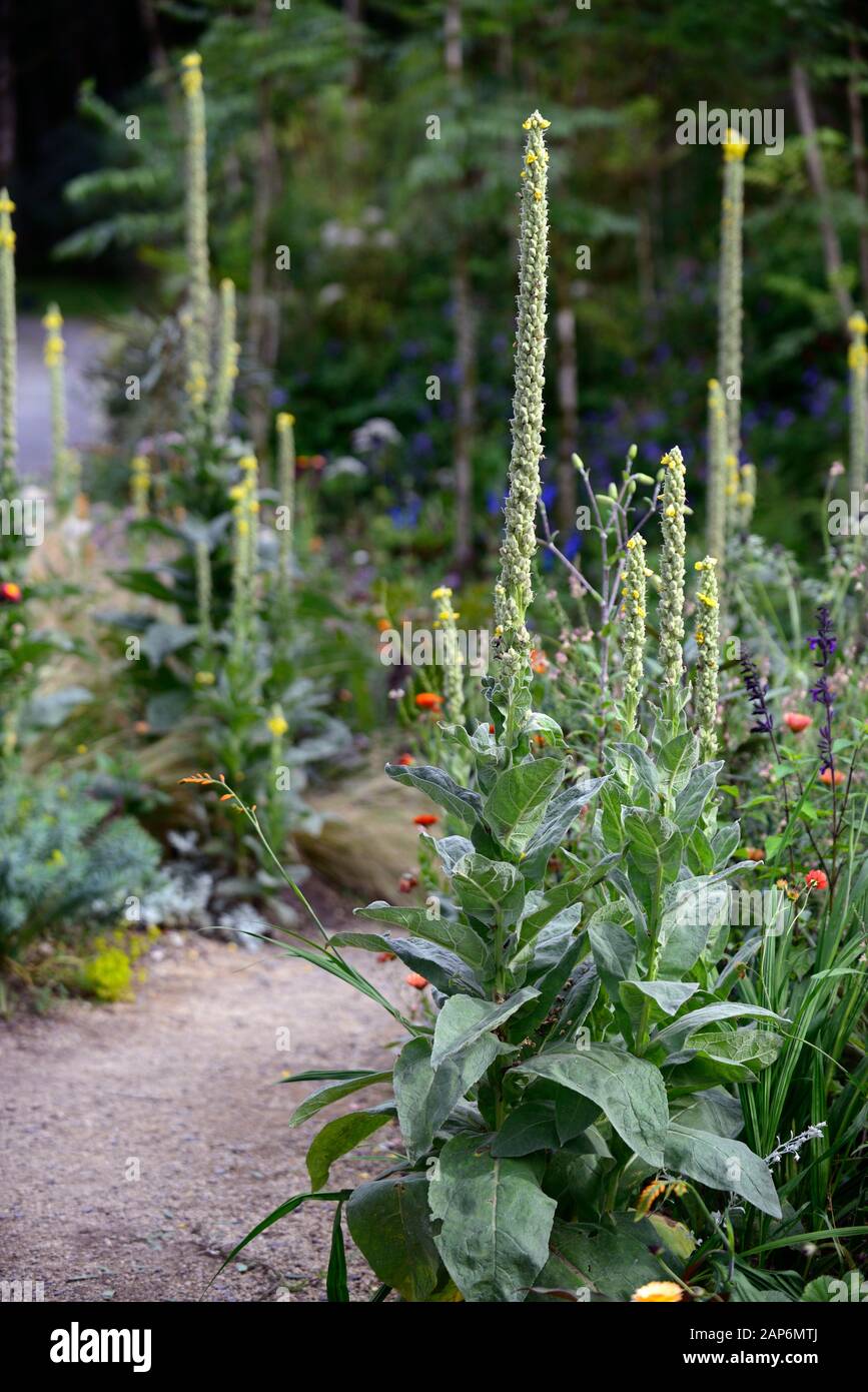 Verbascum chaixii sixteen candles,spent,slower spire, mixed planting  combination,bed,borders,RM Floral Stock Photo - Alamy
