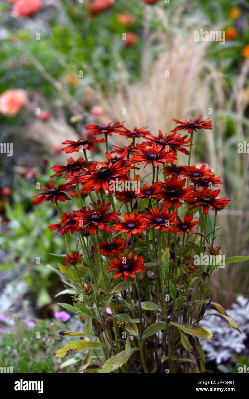 Rudbeckia hirta Sahara,stipa tenuissima,mixed planting combination,scheme,rudbeckias,RM Floral Stock Photo