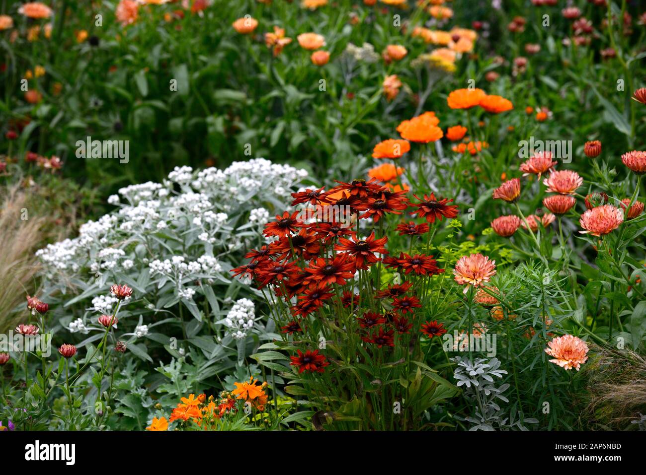 Rudbeckia hirta Sahara,anaphalis triplinervis sommerschnee,tagetes cinnabar,Calendula Zeolights,flowers,flowering,mixed border, Stock Photo