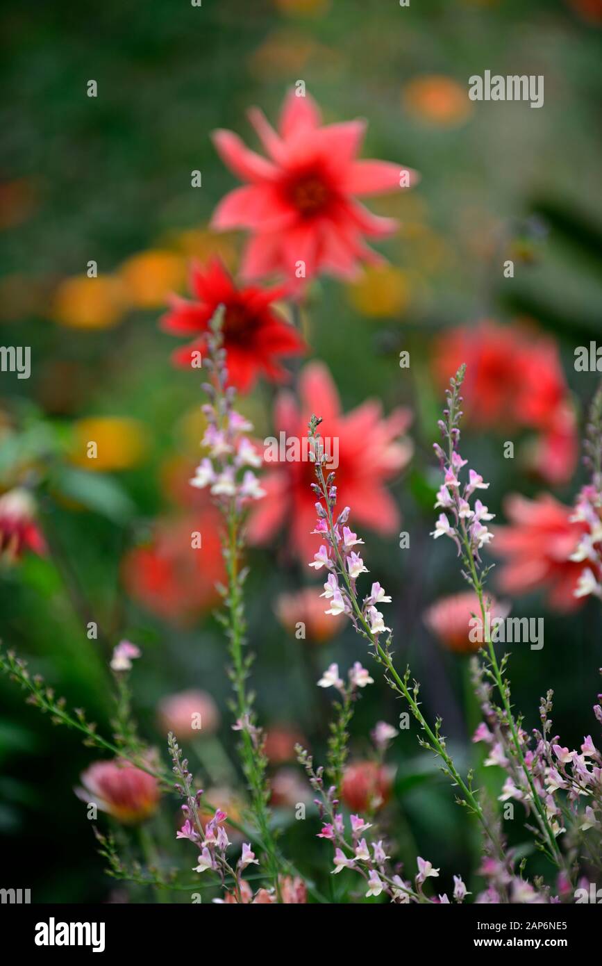 Dahlia seedling,pink,orange,single flowered dahlias,linaria peachy,garden,gardens,RM Floral Stock Photo