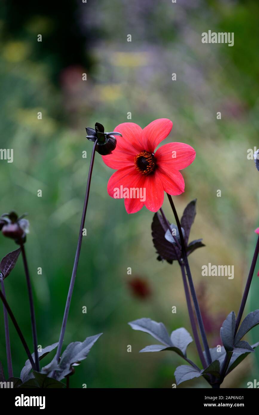 Dahlia seedling,pink,orange,single flowered dahlias,garden,gardens,RM Floral Stock Photo