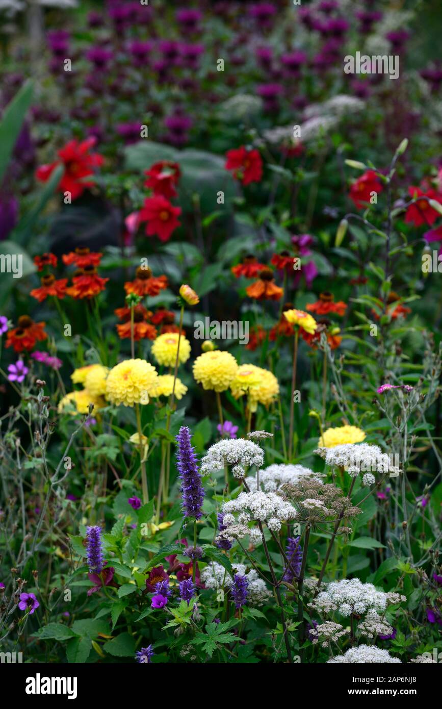 agastache rugosa liquorice blue,Selinum wallichianum,dahlia sunny boy,umbellifer,mixed planting combination,ecletic mix,garden,gardens,RM Floral Stock Photo