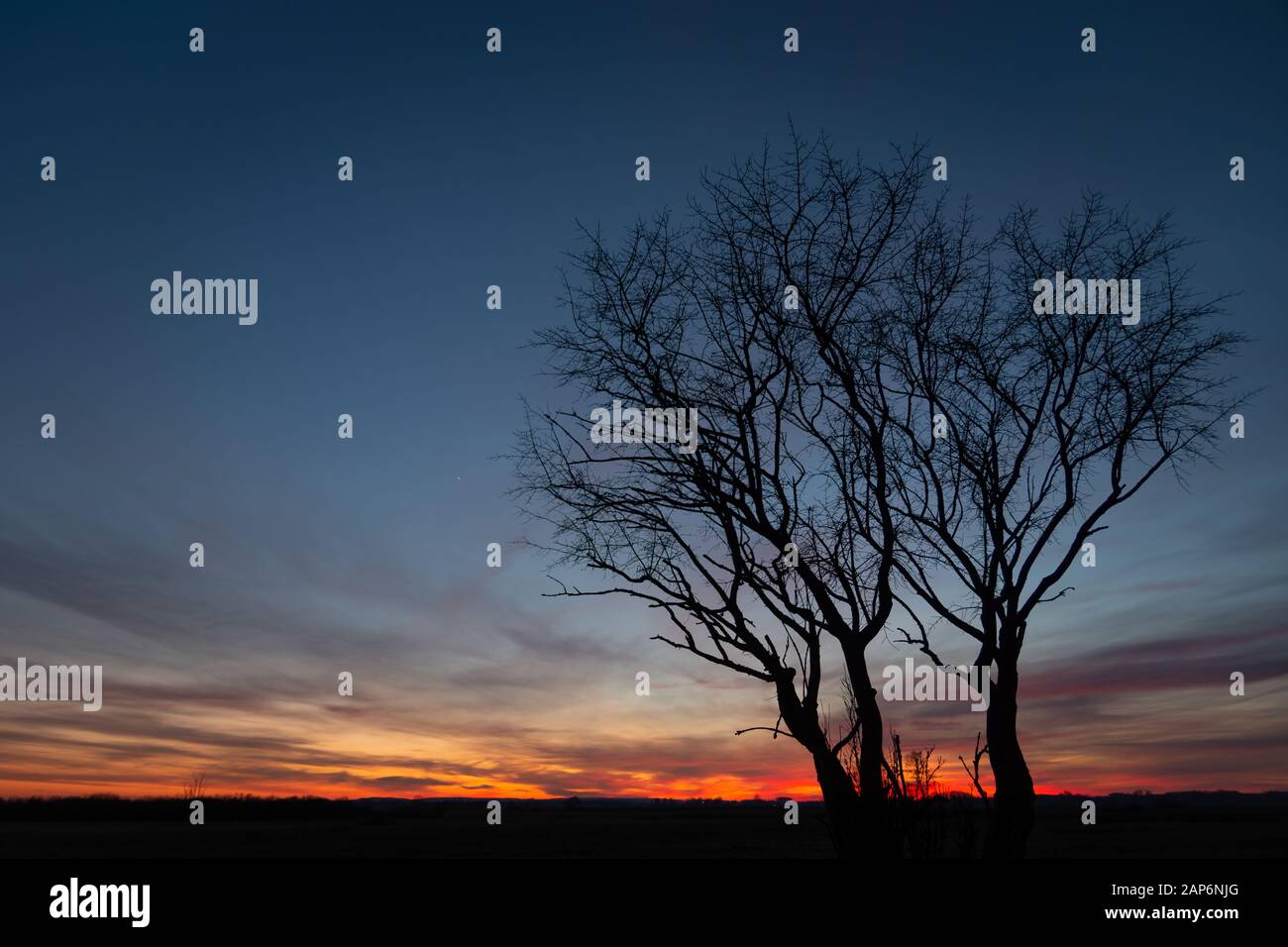 Black silhouettes leaves trees hi-res stock photography and images - Alamy