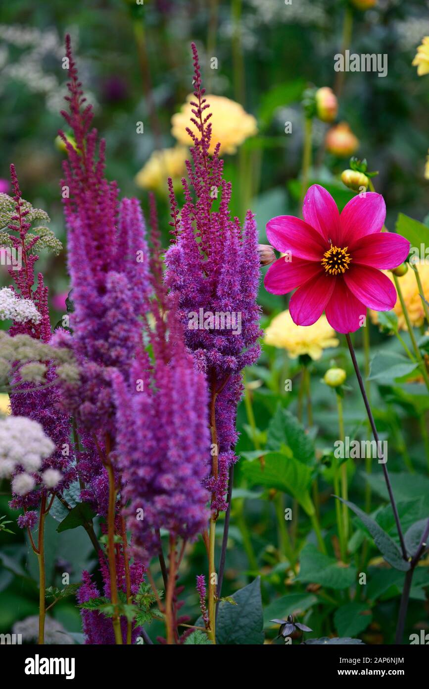 Dahlia seedling,astilbe chinensis var taquetii purpurlanze,pink,purple,single flowered dahlias,garden,gardens,RM Floral Stock Photo