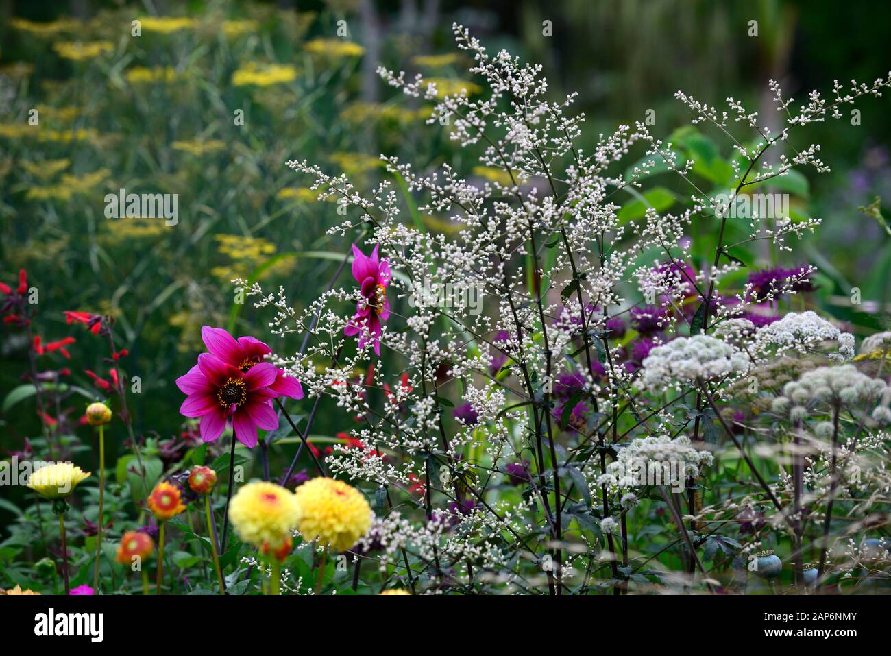 artemisia lactiflora guizhou group,Selinum wallichianum,dahlia sunny boy,umbellifer,mixed planting combination,ecletic mix,garden,gardens,RM Floral Stock Photo