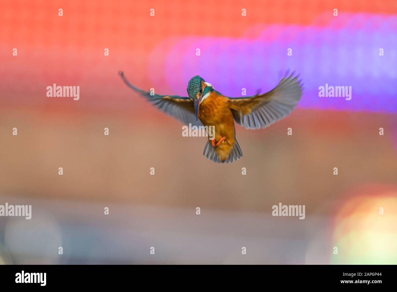 Close up of UK kingfisher bird (Alcedo atthis) isolated in midair hovering above water in urban habitat, wings spread. Flying kingfisher looking down. Stock Photo