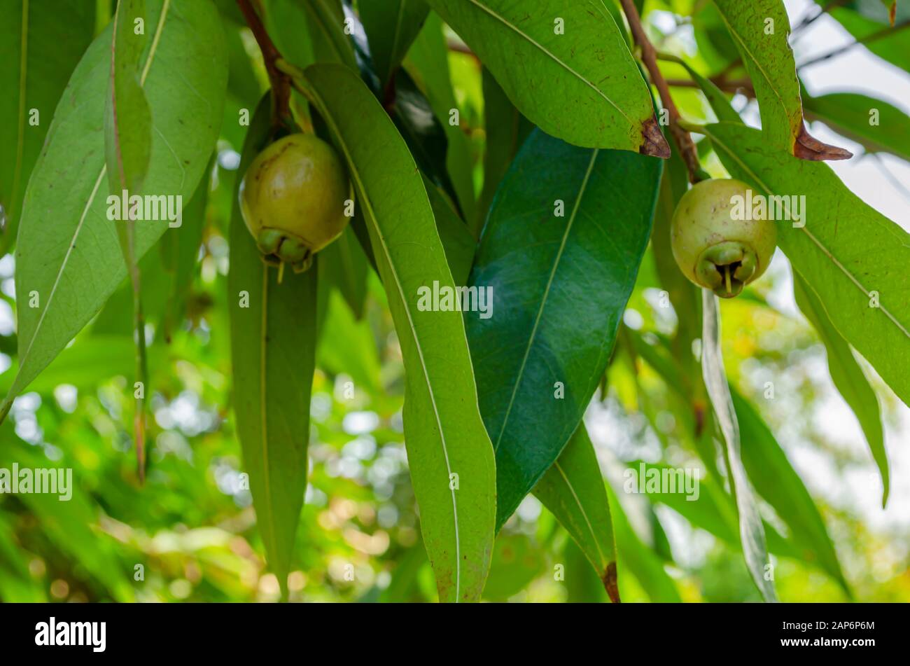 Syzgium Jambos Fruits On Tree Stock Photo