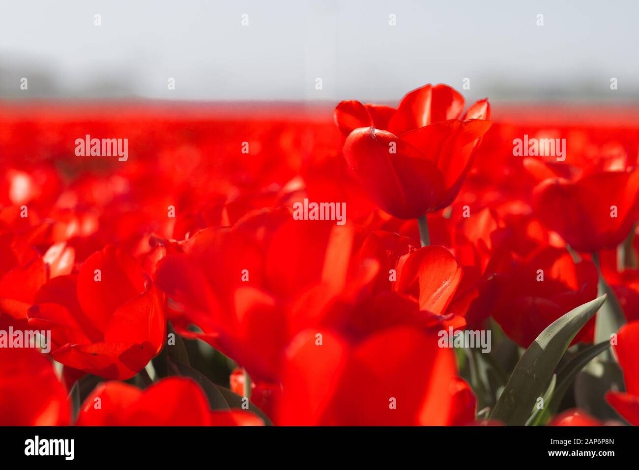 Tulip field with red tulips and one tulip close-up Stock Photo - Alamy