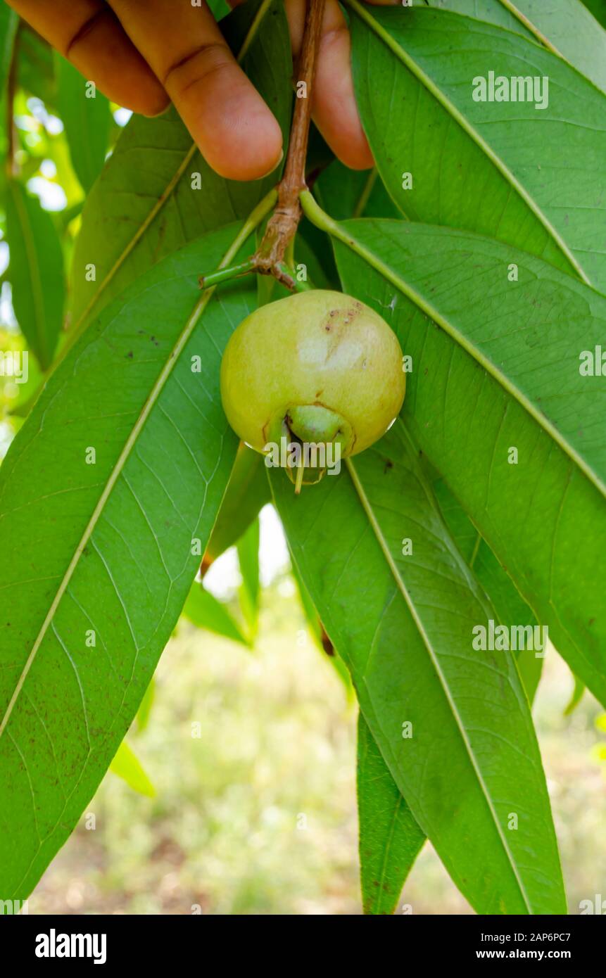 unripe Roseapple Fruit On Tree Stock Photo