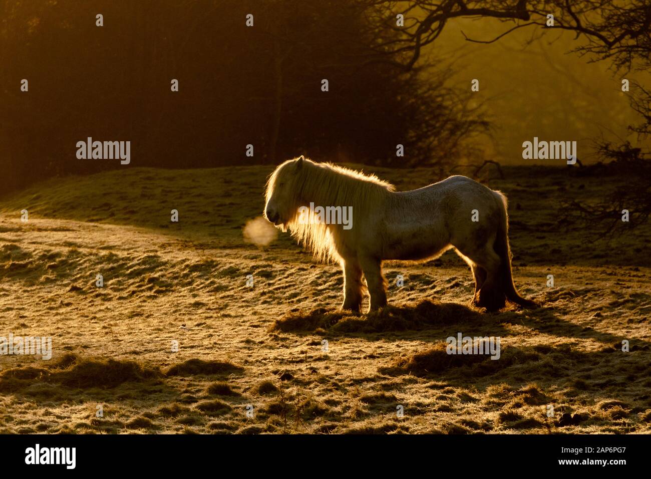 A single horse in a frosty field. The horse is breathing out into cold air so you can see her breath. Stock Photo