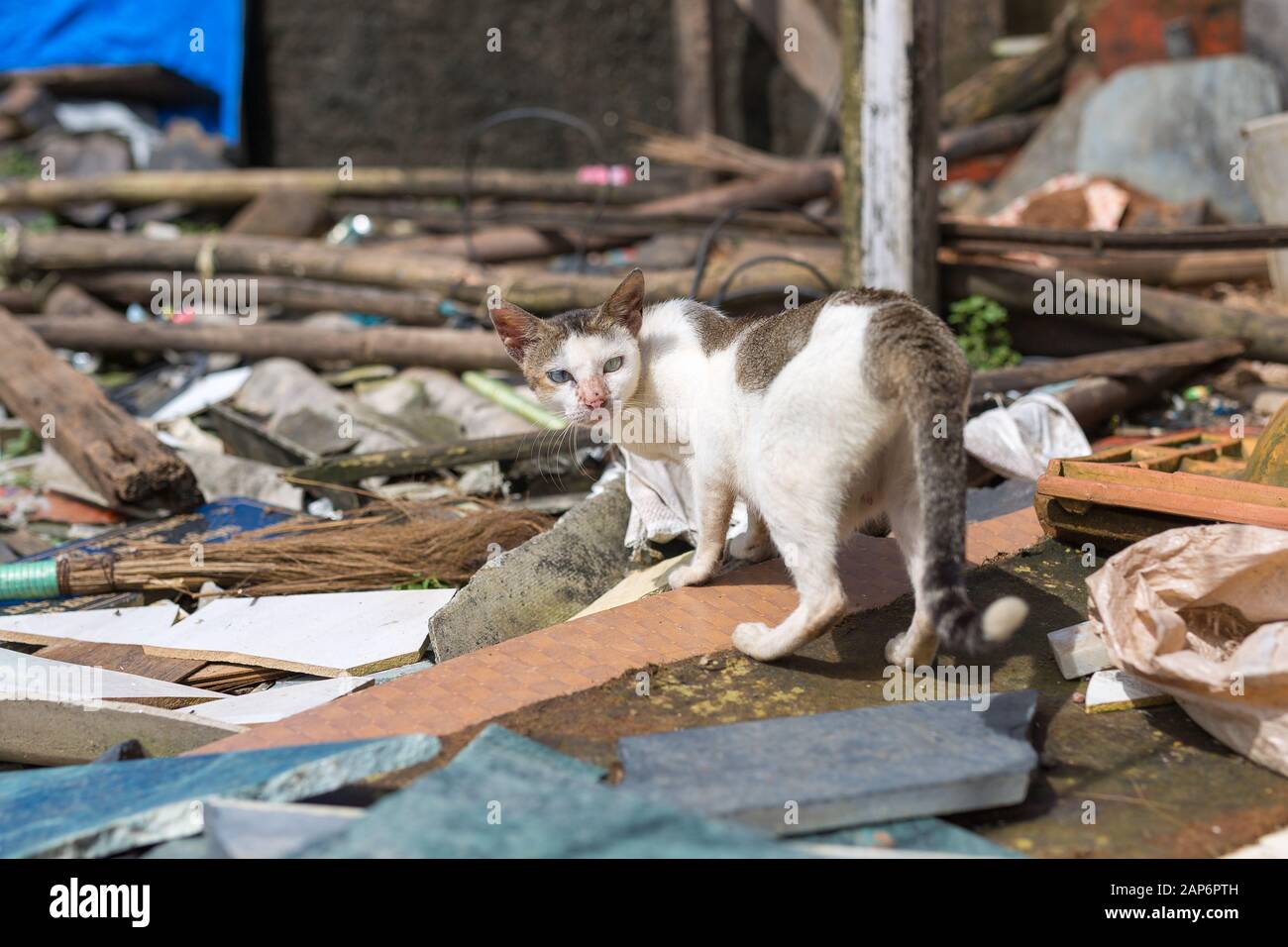 Hungry cat on a garbage dump in India slum Stock Photo