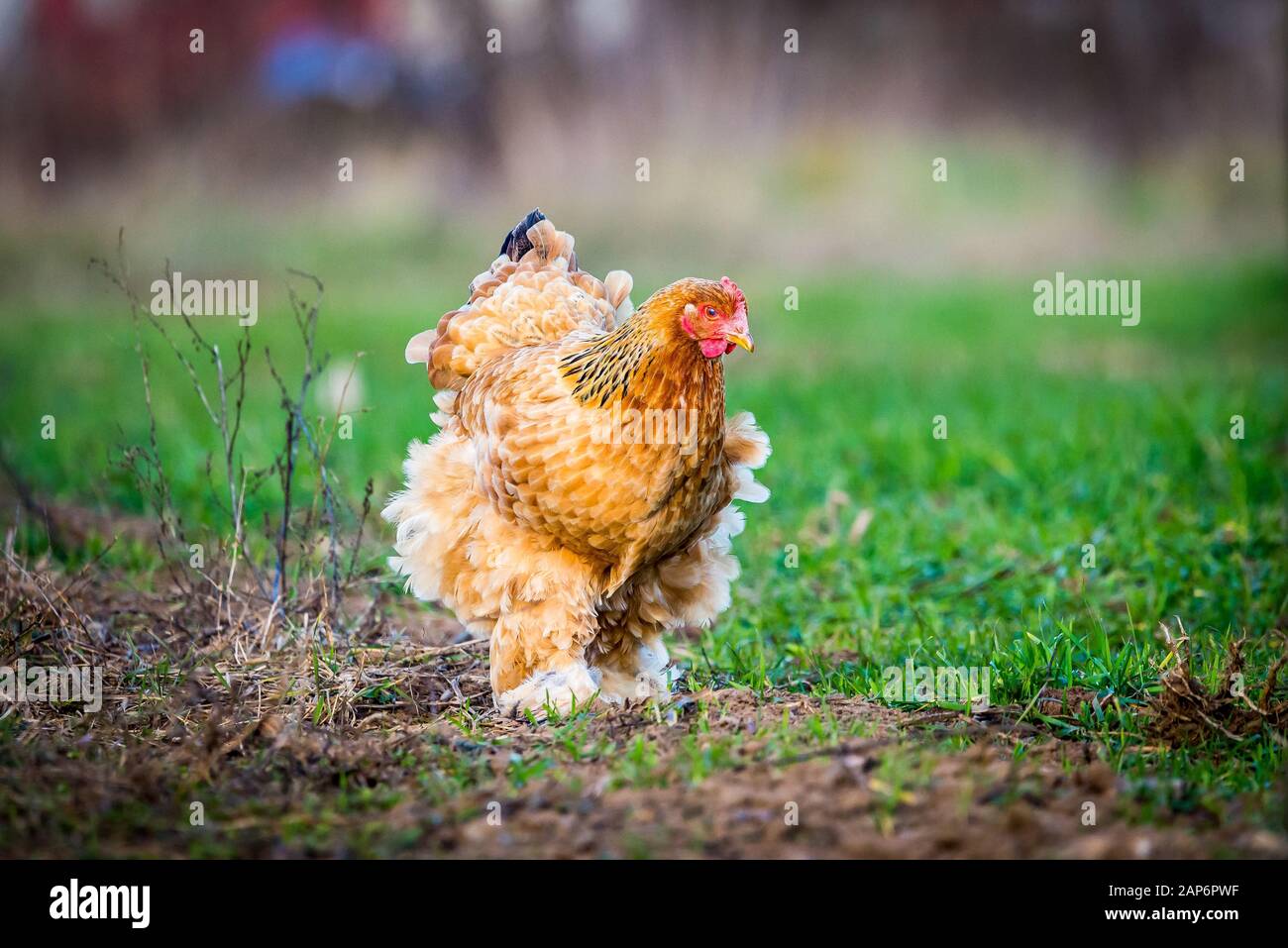 Brahma chicken searching for food Stock Photo Alamy