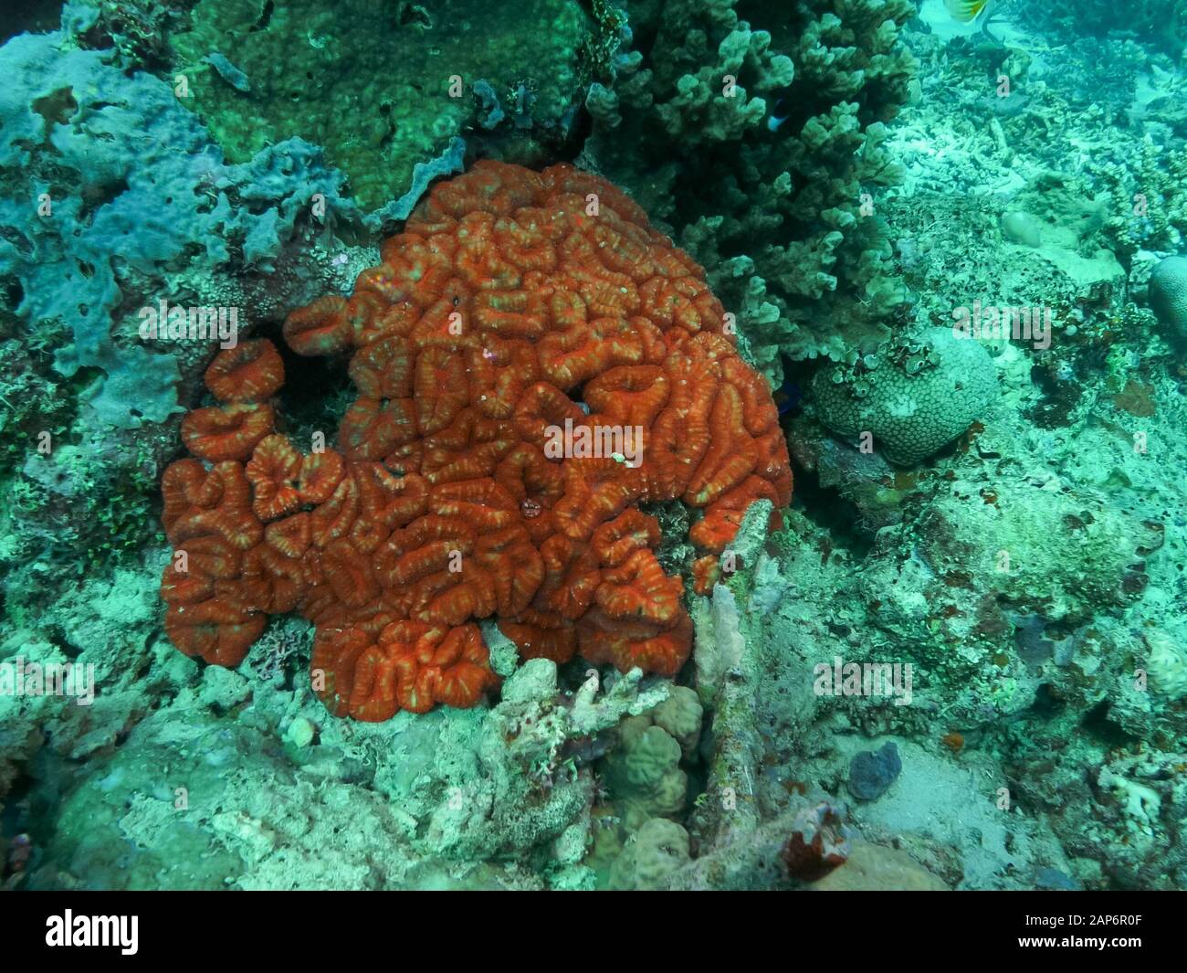underwater shot of a red brain coral at rainbow reef in fiji Stock Photo