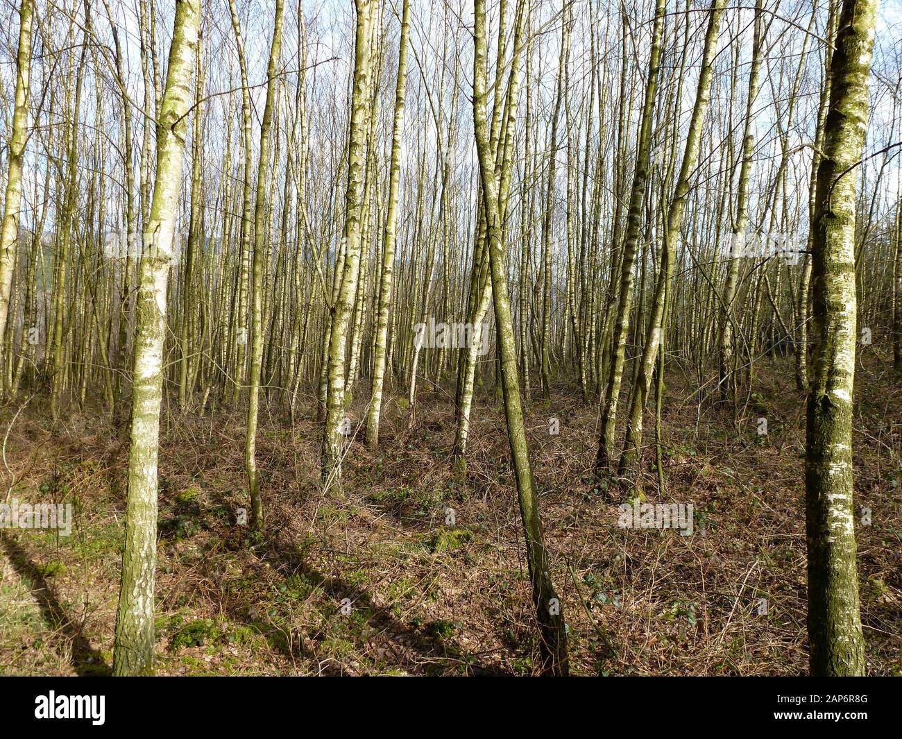 young birches at forest in Ardennen, Belgium Stock Photo