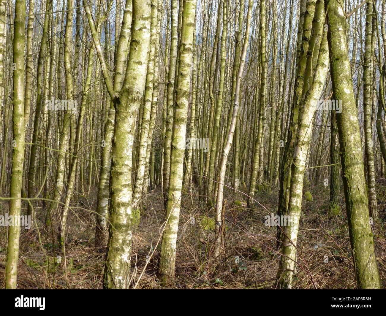 young birches at forest in Ardennen, Belgium Stock Photo