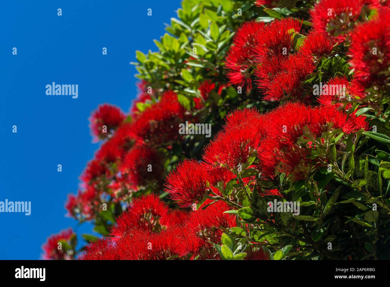 A close up of a flowering New Zealand native Macrocarpa tree. The