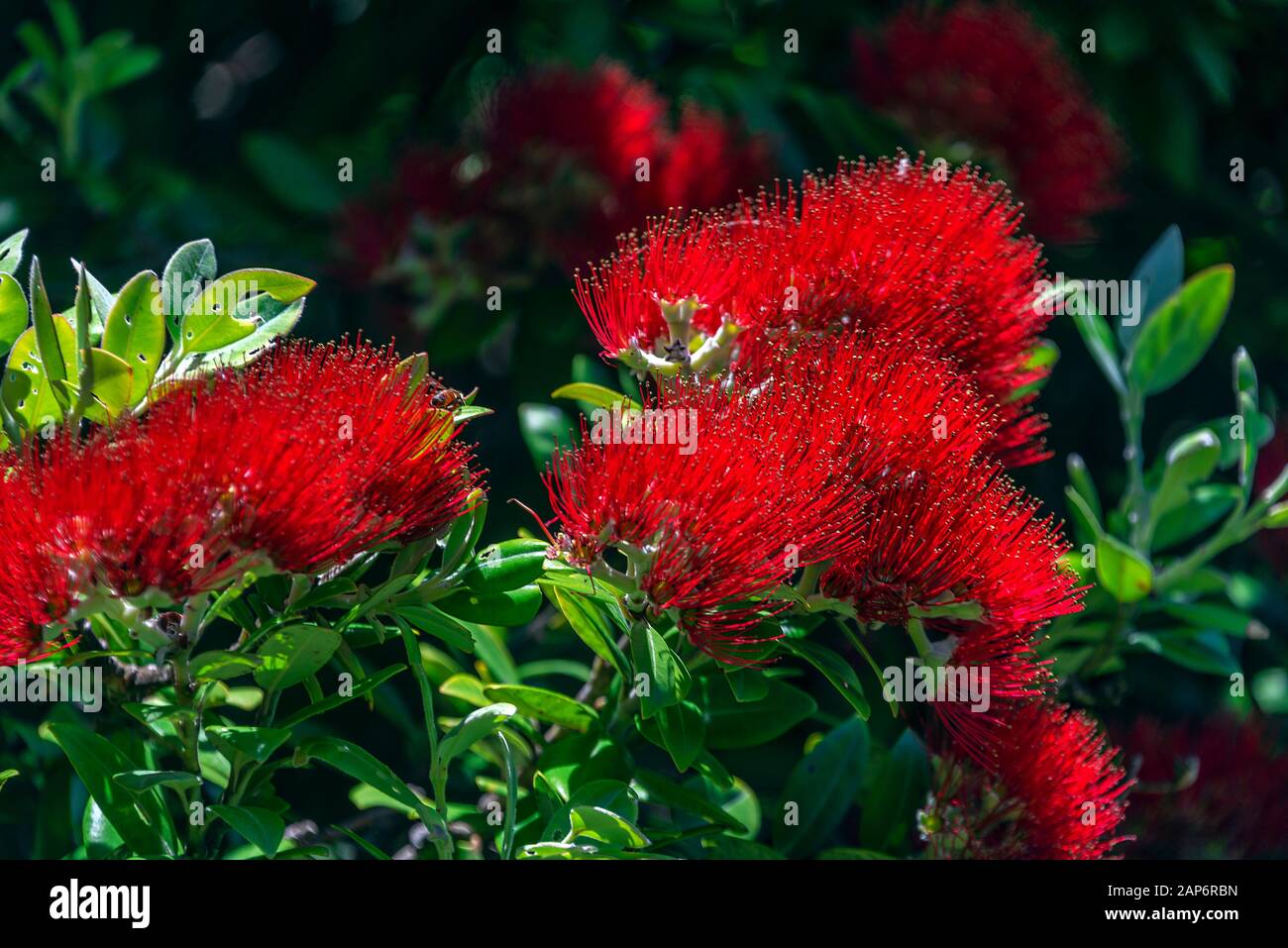 A close up of a flowering New Zealand native Macrocarpa tree. The