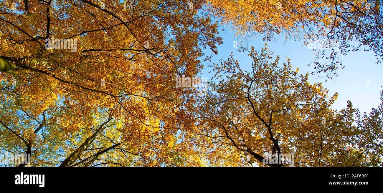 panorama of colourful treetops in fall against blue sky Stock Photo