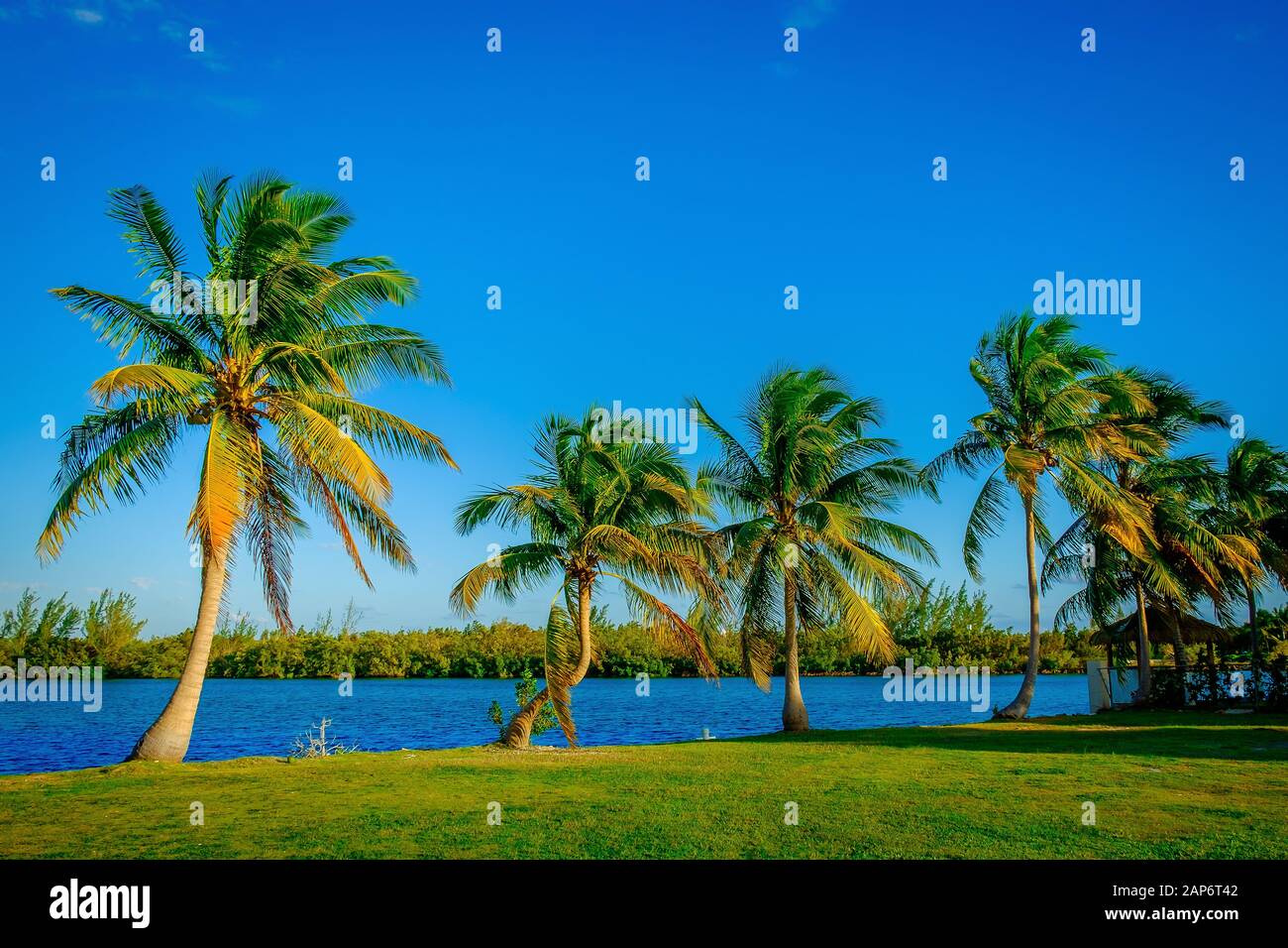 Row of palm trees hi-res stock photography and images - Alamy