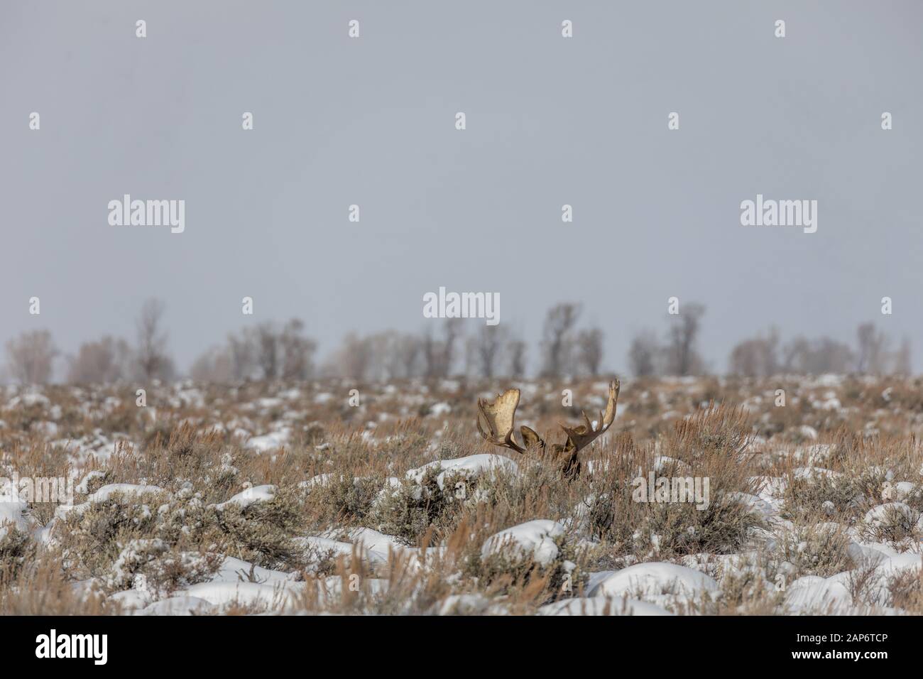 Shiras Moose Bull in Wyoming Stock Photo