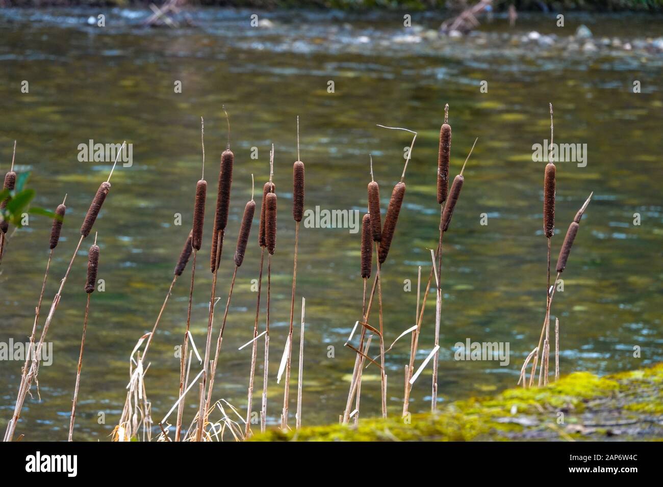 Bulrush, cattails by Ariege river, France Stock Photo