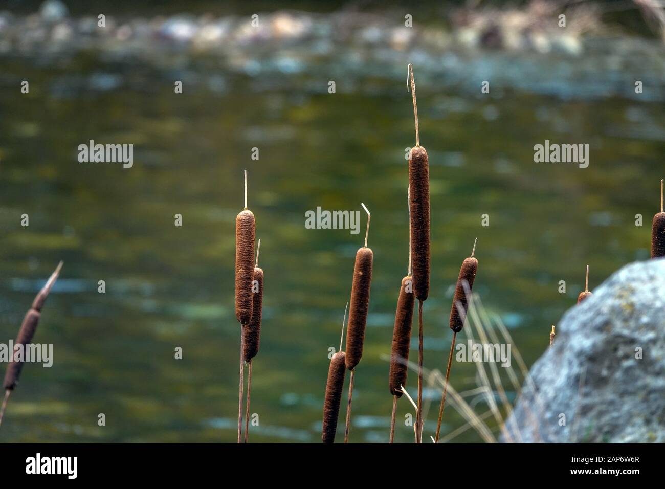 Bulrush, cattails by Ariege river, France Stock Photo