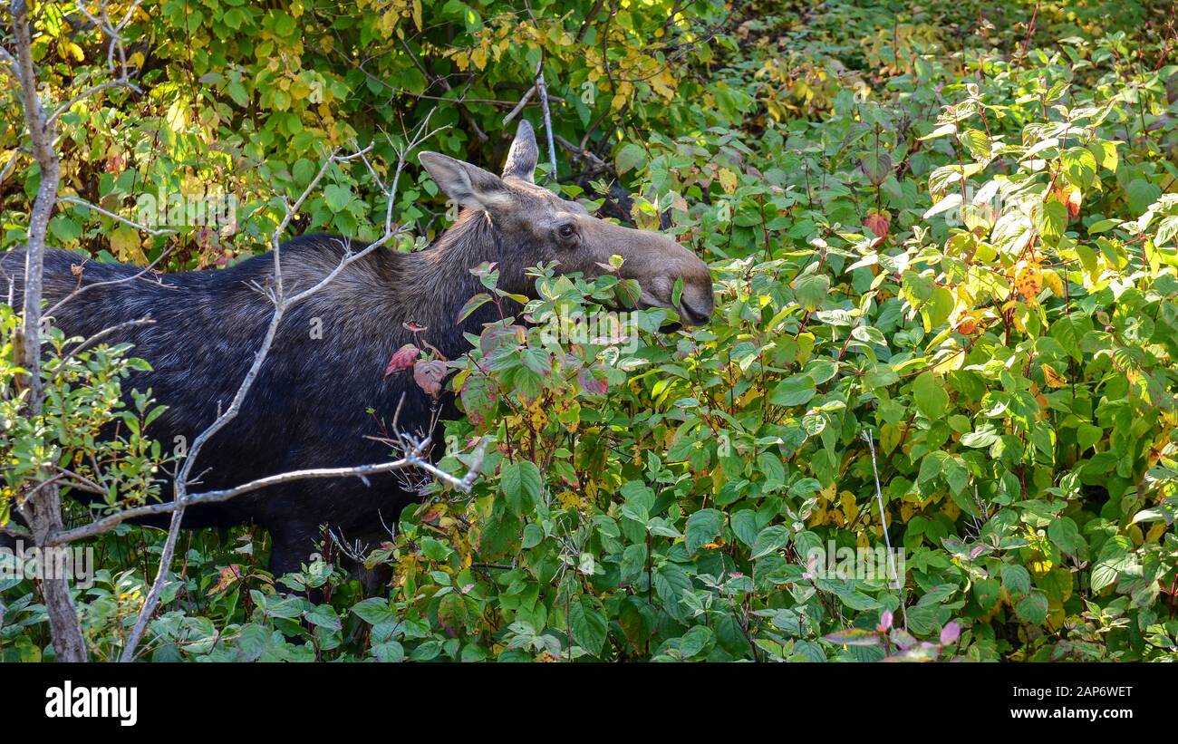 Female Moose Cow (Alces alces) sneaking through the autumn foliage vegetation of the Gaspésie National Park, Canada. Stock Photo