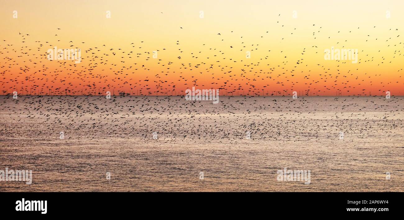 hundreds of starlings are flying in beautiful murmuration over the sea at sunset, the sky is golden yellow, some of the starlings have blurred movemen Stock Photo