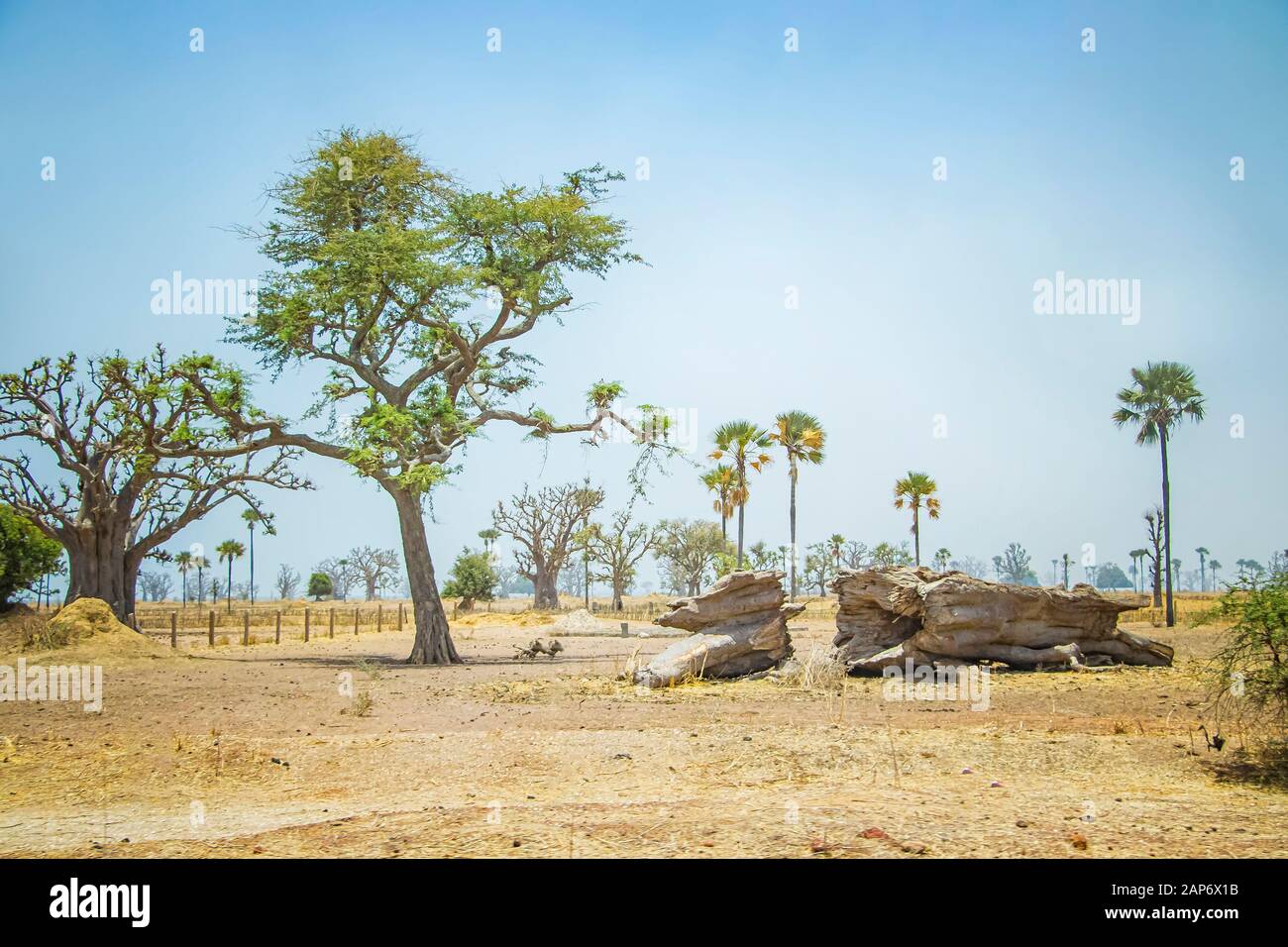 African savanna with typical trees and baobabs in Senegal, Africa. On the ground lies a fallen giant tree. Stock Photo