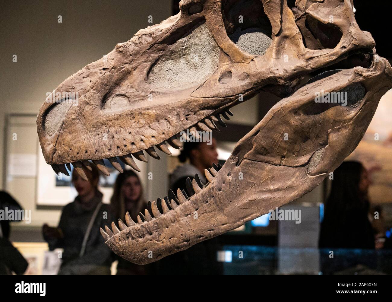 Daspletosaurus hires stock photography and images Alamy