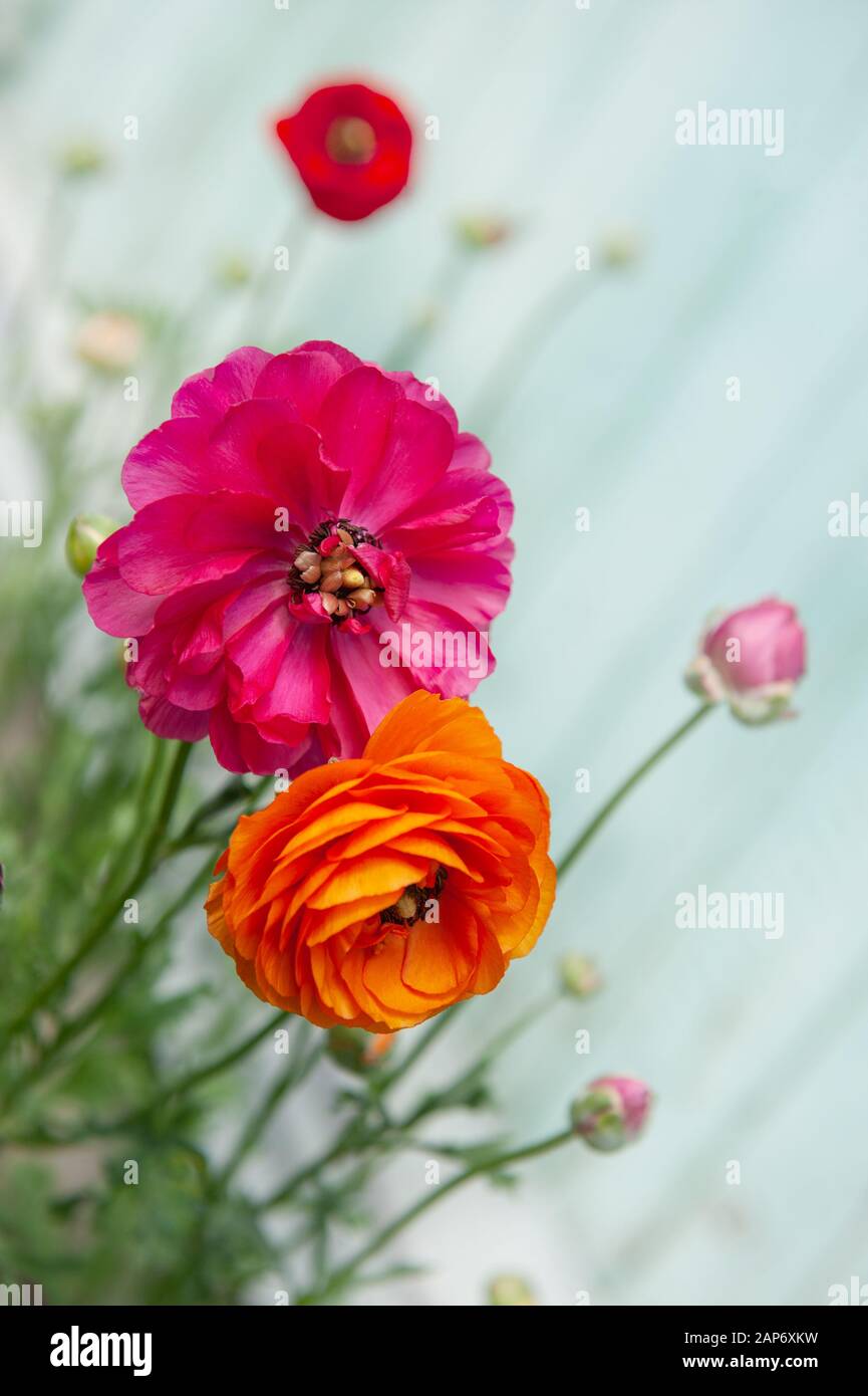 Pink Orange Ranunculus Orange ranunculus wallpaper hi-res stock photography and images - Alamy