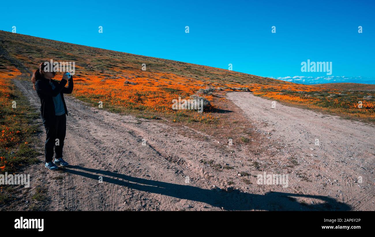 Asian girl taking a picture with Bright orange California Pobbies (Eschscholzia) in the Antelope Valley, California, USA Stock Photo