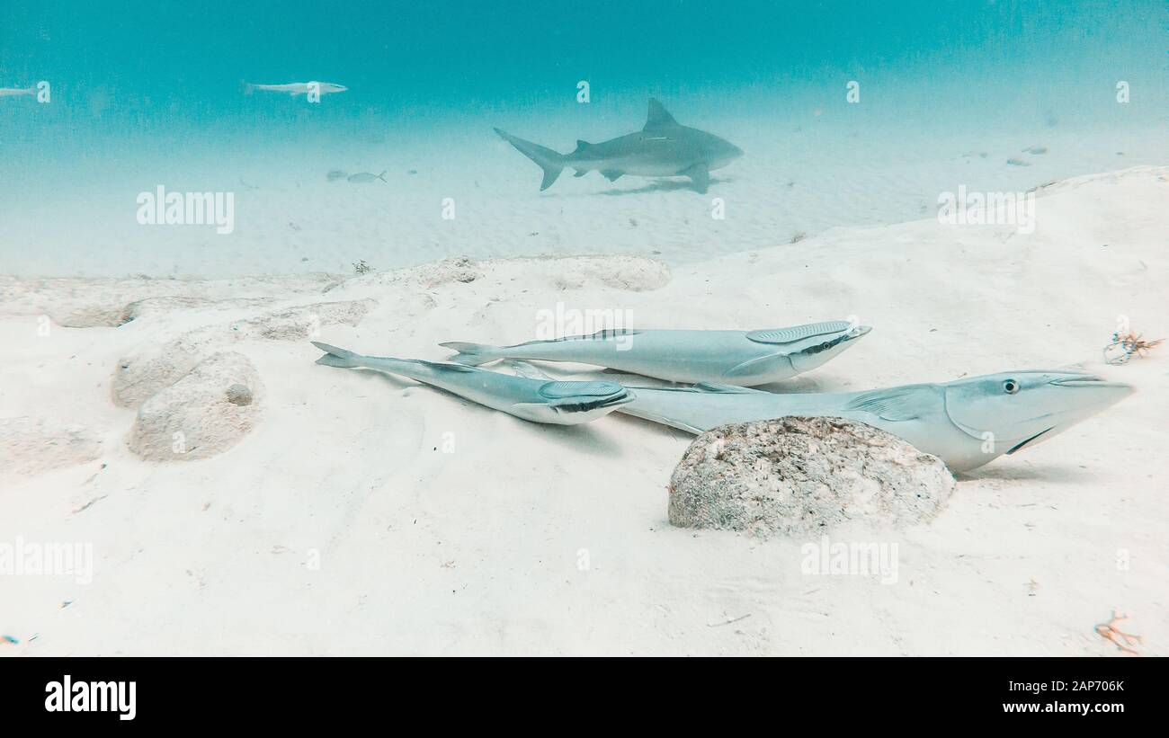 Three 3 common remora remora in front of shark in Playa del Carmen, Quintana Roo, Mexico Stock Photo