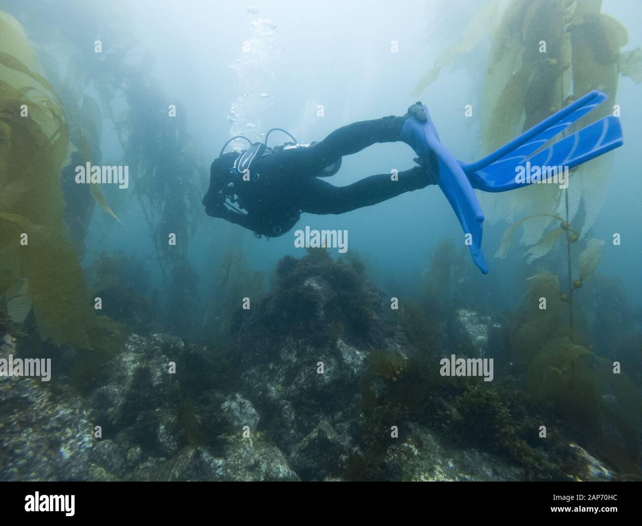 Underwater picture of scuba diver from the side in the kelp forest in the CHANNEL ISLANDS, California, USA Stock Photo