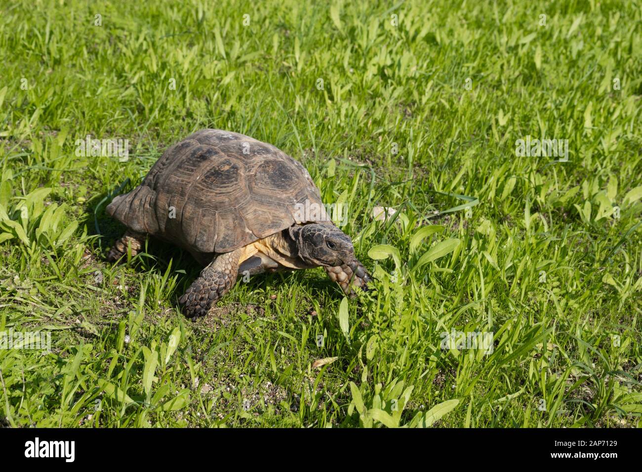 Turtle in Athens, Greece, on the sights of Acropolis monument on green grass Stock Photo