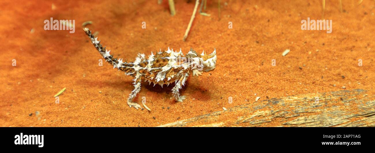 Banner panorama of Thorny Devil or mountain devil, thorny lizard, thorny dragon and moloch, a species of lizard. Desert Park at Alice Springs Stock Photo