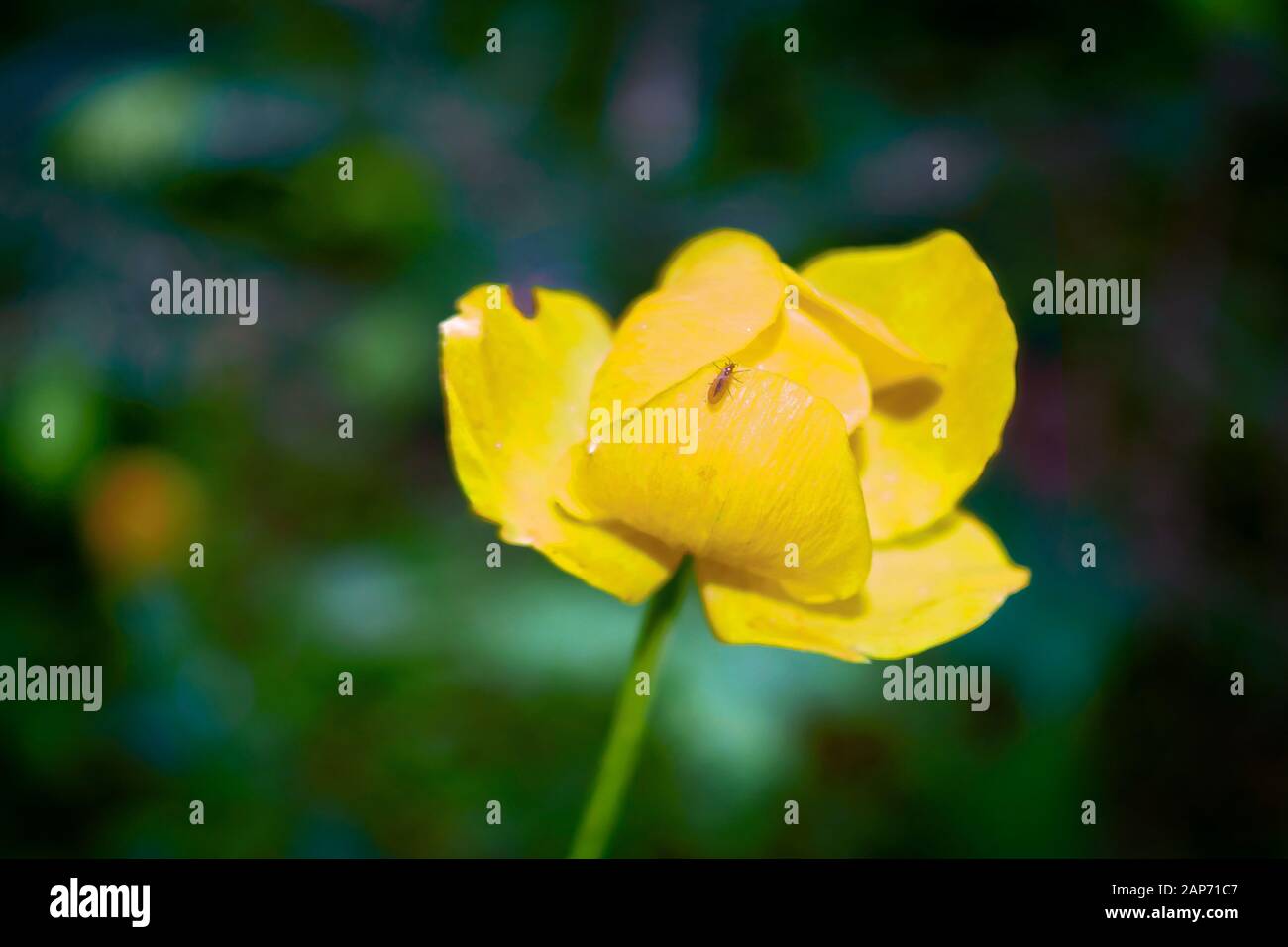 Spring flowers on a blurred background. The globeflower. Yellow flowers Trollius. Stock Photo