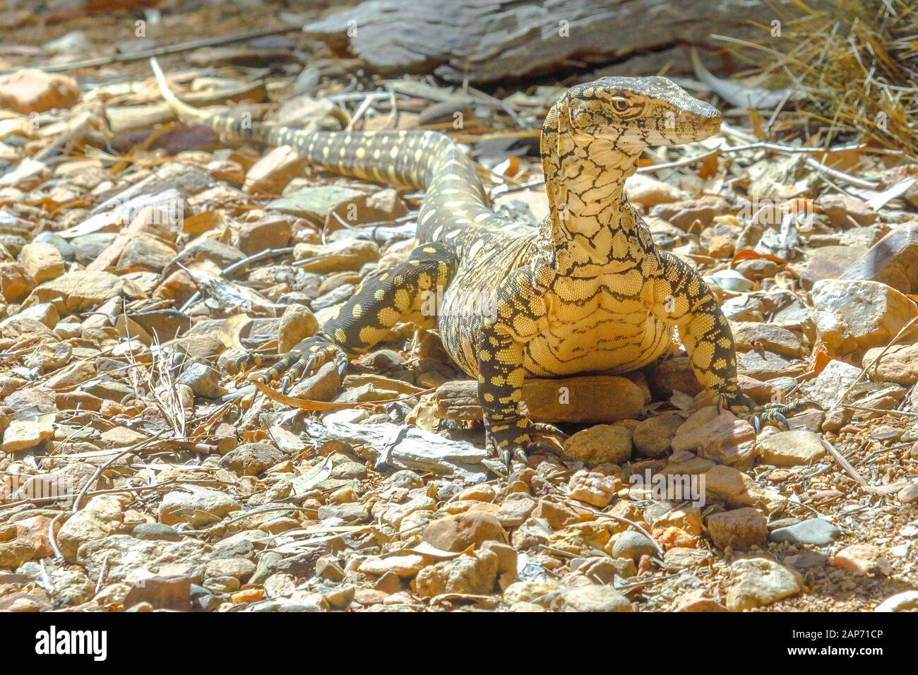 Australian desert animals hi-res stock photography and images - Alamy Australian desert animals hi-res stock photography and images - Alamy