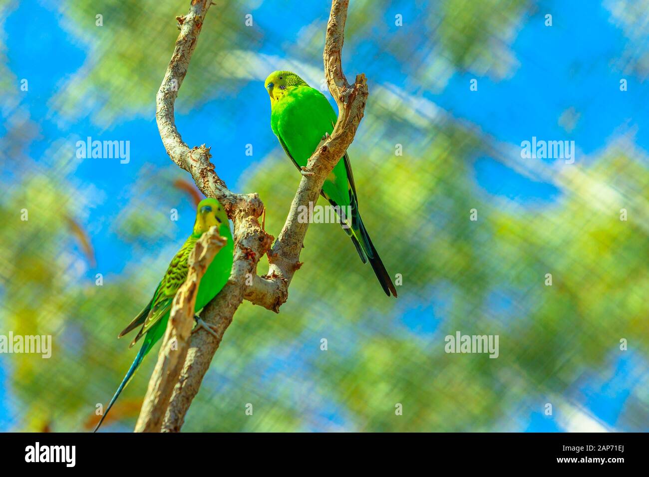 Bottom view of two Budgerigars, Melopsittacus undulatus, a small bright green parrots on a tree with blurred nature background. Desert Park at Alice Stock Photo