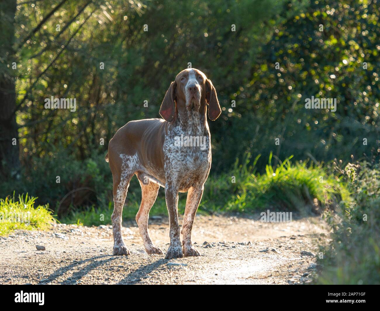 Bloodhound dog hi-res stock photography and images - Alamy