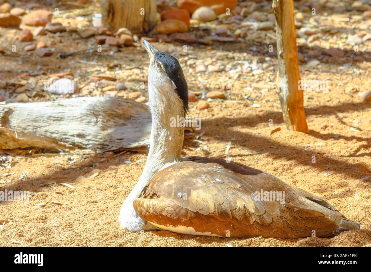 Australian bustard, Ardeotis australis, a large ground dwelling bird sitting on a ground also called plains turkey or bush turkey. Desert Park at Stock Photo