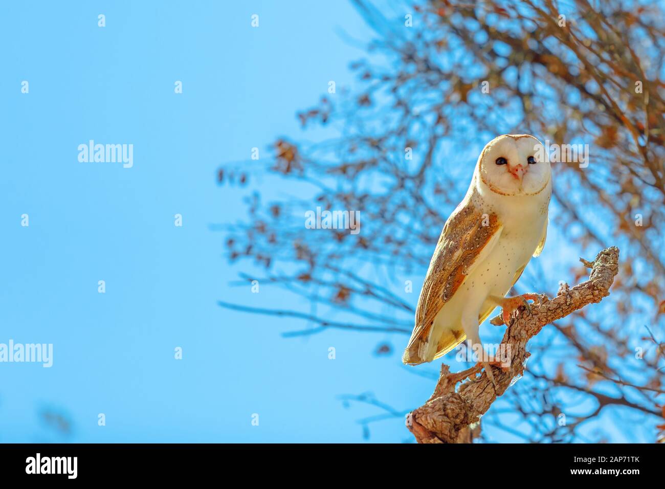 Side view of Barn owls, Tyto alba, nocturnal bird on a tree in blue sky. Desert Park at Alice Springs, Northern Territory, Central Australia. symbols Stock Photo