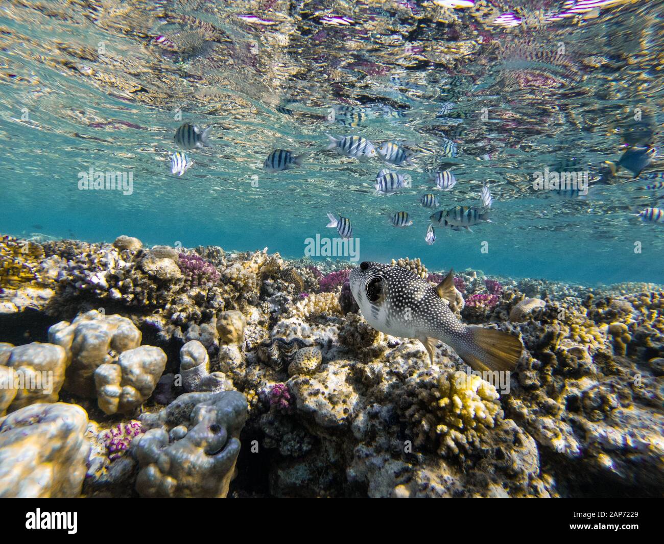colourful Fish and puffer in a house reef in Marsa Alam Stock Photo