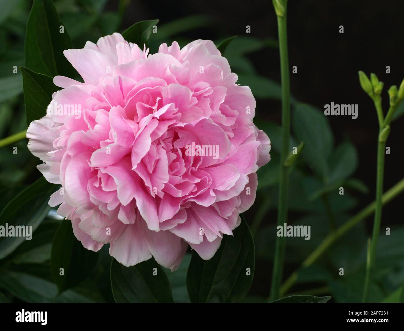 Double pink peony flower. Paeonia lactiflora (Chinese peony or common garden peony). One flower Stock Photo
