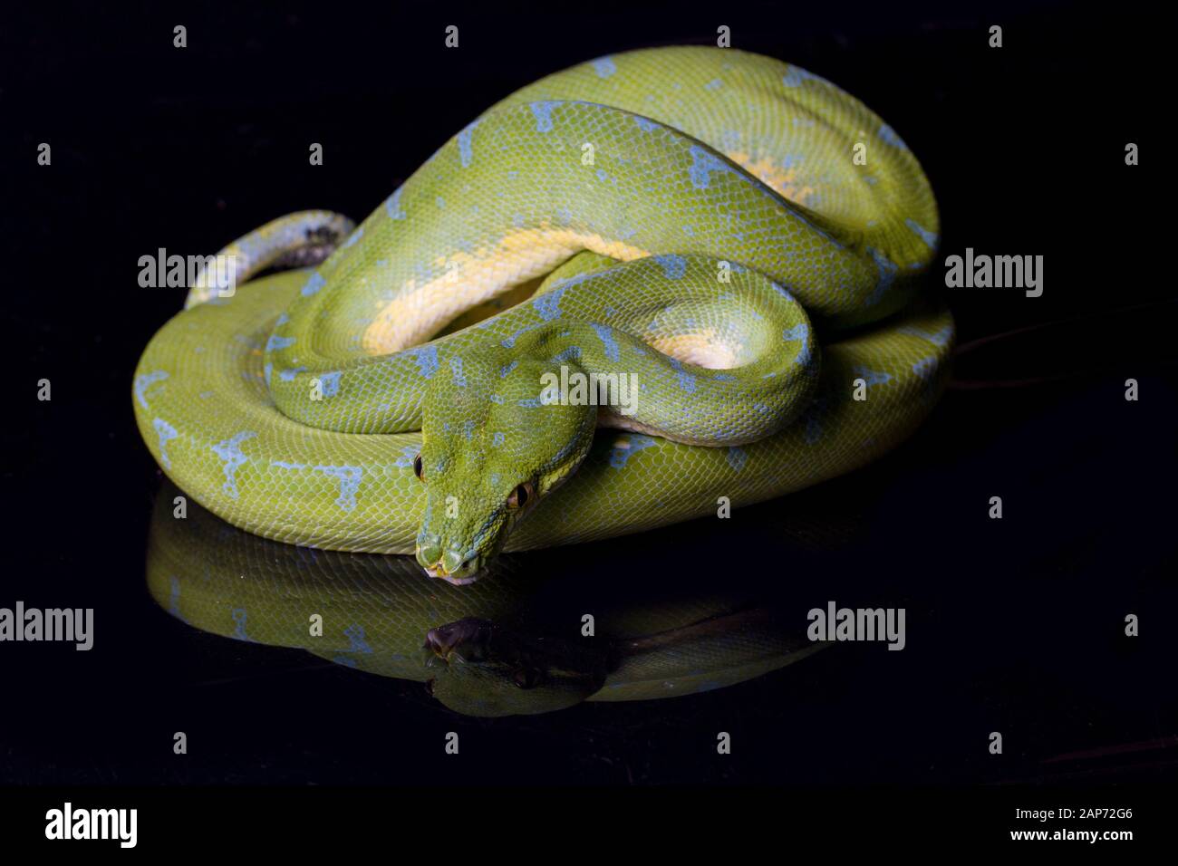 Green Tree Python (Morelia viridis) sorong locality isolated on black ...
