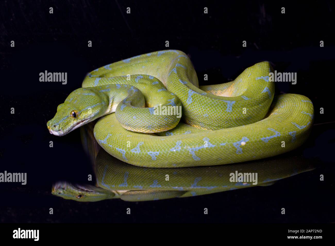 Green Tree Python (Morelia viridis) sorong locality isolated on black ...